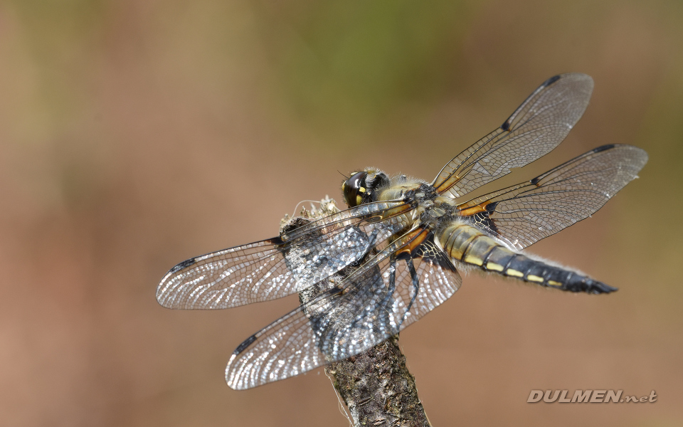 Four-spotted Chaser (Libellula quadrimaculata)